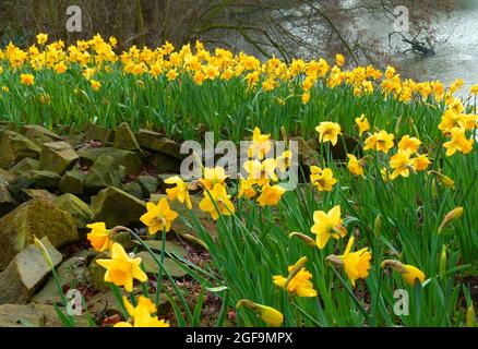 A flow of yellow daffodils between large stones. In the background is a river visible. Stock Photo