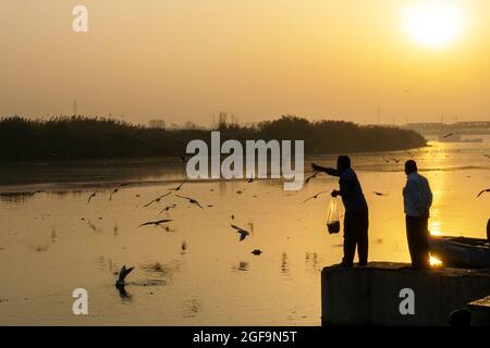 New Delhi, India - March 04, 2018: Man feeding Siberian gulls at Yamuna river. The Siberian gulls is a migratory birds reach India every year during w Stock Photo