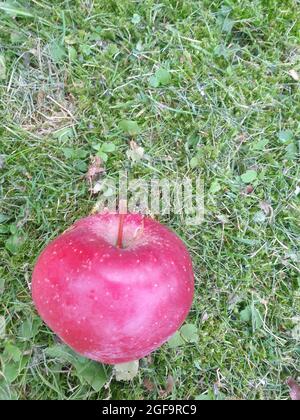 Ein roter Apfel auf dem Rasen Stock Photo