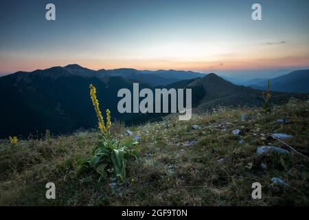 The common mullein (Verbascum thapsus) is a biennial plant native to Europe, North Africa and Asia. This photo was taken in central Italy. Stock Photo