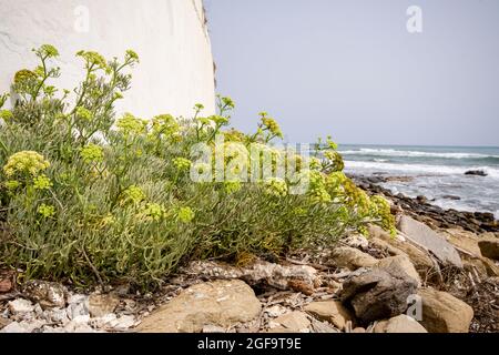 Rock samphire, edible wild plant, rock fennel, Crithmum maritimum, at sea, Andalucia, Spain. Stock Photo