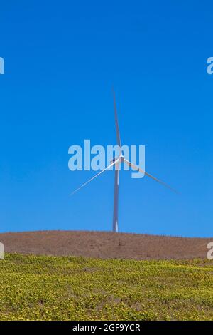 Windmills to create renewable energy in agricultural fields