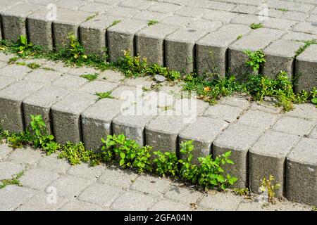 weeds grow among the cobblestones due to an improperly prepared foundation Stock Photo