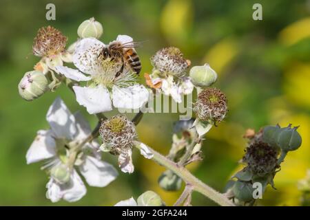 Close up of a european honey bee (apis mellifera)  pollinating awhite flowers on a common bramble (rubus fruticosus) plant Stock Photo