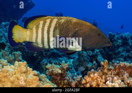 The peacock grouper, Cephalopholis argus, is one of several species that were introduced to the Hawaiian Islands as a prospective food source.  Maui, Stock Photo