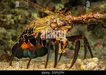 This female banded spiny lobster, Panulirus marginatus, is carrying an