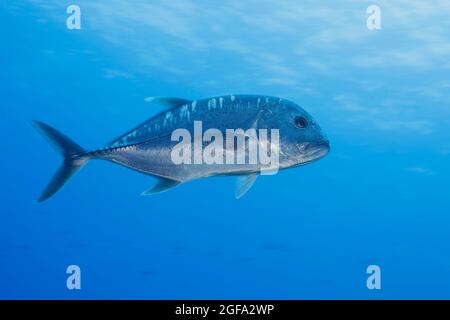 The white ulua, Caranx ignobilis, is also known as a giant trevally or jack.  This species is popular with spearfishermen and can reach over five feet Stock Photo