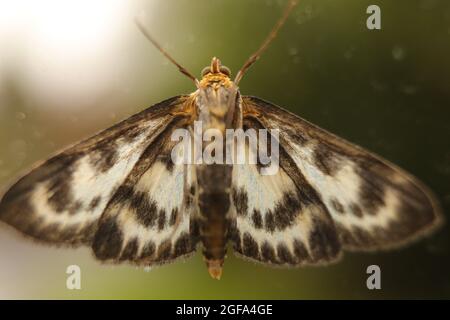 Moth - extremely detailed macro close up Stock Photo