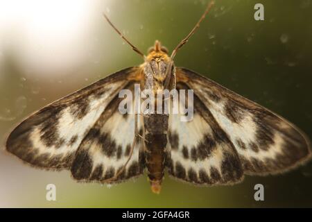 Moth - extremely detailed macro close up Stock Photo
