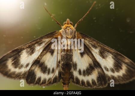 Moth - extremely detailed macro close up Stock Photo