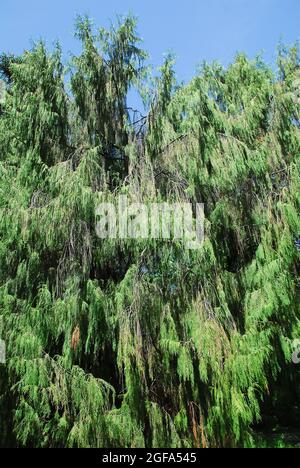 Chinese weeping cypress, Tränen-Zypresse, Chamaecyparis funebris, nyugat-kínai szomorú ciprus Stock Photo