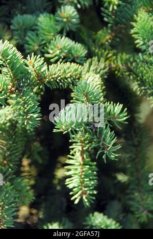 Koyama's spruce, Koyama-Fichte, Picea koyamae, koyamai lucfenyő, Critically Endangered Stock Photo