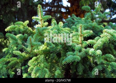 Koyama's spruce, Koyama-Fichte, Picea koyamae, koyamai lucfenyő, Critically Endangered Stock Photo