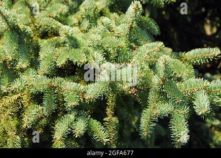 Wilsons Fichte, Picea wilsonii, Wilson-lucfenyő Stock Photo