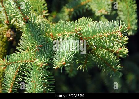 Wilsons Fichte, Picea wilsonii, Wilson-lucfenyő Stock Photo