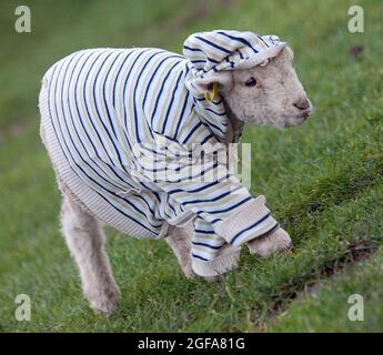 Tiny Jack Frost is Britain’s first hoody-wearing LAMB. Jack regularly sports his favourite jacket, thankfully not rob old ladies or smash up his local corner shop but because he needs to wear it to help keep warm in winter. The fragile three-week-old lamb was orphaned after being born on New Year’s Day and has been taken in by keepers at the Manor Farm Country Park in Bursledon, Hants. Jack’s wool is still very thin and after temperatures plunged to -8C this winter he was in real danger of not making it to Spring. Pic Mike Walker, 2009 Stock Photo