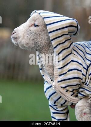 Tiny Jack Frost is Britain’s first hoody-wearing LAMB. Jack regularly sports his favourite jacket, thankfully not rob old ladies or smash up his local corner shop but because he needs to wear it to help keep warm in winter. The fragile three-week-old lamb was orphaned after being born on New Year’s Day and has been taken in by keepers at the Manor Farm Country Park in Bursledon, Hants. Jack’s wool is still very thin and after temperatures plunged to -8C this winter he was in real danger of not making it to Spring. Pic Mike Walker, 2009 Stock Photo