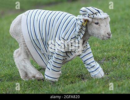 Tiny Jack Frost is Britain’s first hoody-wearing LAMB. Jack regularly sports his favourite jacket, thankfully not rob old ladies or smash up his local corner shop but because he needs to wear it to help keep warm in winter. The fragile three-week-old lamb was orphaned after being born on New Year’s Day and has been taken in by keepers at the Manor Farm Country Park in Bursledon, Hants. Jack’s wool is still very thin and after temperatures plunged to -8C this winter he was in real danger of not making it to Spring. Pic Mike Walker, 2009 Stock Photo