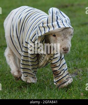Tiny Jack Frost is Britain’s first hoody-wearing LAMB. Jack regularly sports his favourite jacket, thankfully not rob old ladies or smash up his local corner shop but because he needs to wear it to help keep warm in winter. The fragile three-week-old lamb was orphaned after being born on New Year’s Day and has been taken in by keepers at the Manor Farm Country Park in Bursledon, Hants. Jack’s wool is still very thin and after temperatures plunged to -8C this winter he was in real danger of not making it to Spring. Pic Mike Walker, 2009 Stock Photo