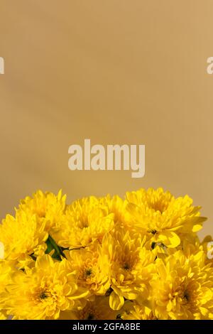 Yellow chrysanthemums bloom close - up flat lay. Background of autumn flowers in bright sunlight. Soft focus, top view copy space flower composition. Stock Photo