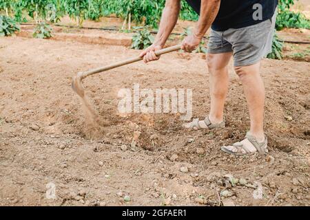 Senior farmer working at green house farm tilling the fertile soil during harvest time - Focus on hand holding bayonet Stock Photo