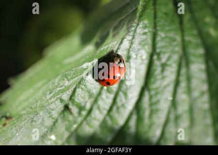 Ladybird On A Leaf Stock Photo