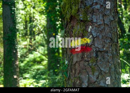 Red and yellow tourist sign on a tree marking a trail in beautiful forest landscape Stock Photo