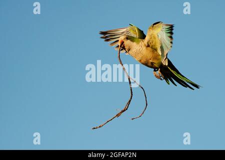 Monk parakeet in flight with nesting material Stock Photo