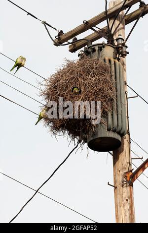 Monk parakeets communal nest in urban habitat Stock Photo