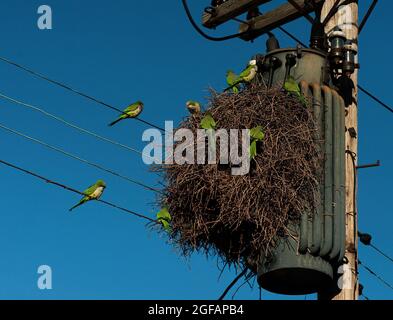 Monk parakeets communal nest in urban habitat Stock Photo