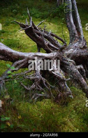 Swampy tree roots close up Stock Photo - Alamy