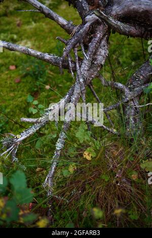 Swampy tree roots close up Stock Photo - Alamy