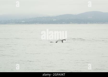 Pod of Risso's Dolphins swimming in Monterey Bay on an overcast gray day in August. Stock Photo