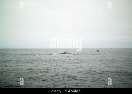 Blue whale surfacing in front of small zodiac craft with divers onboard. Whale is significantly larger than the boat. Gray day in Moneterey Bay. Stock Photo