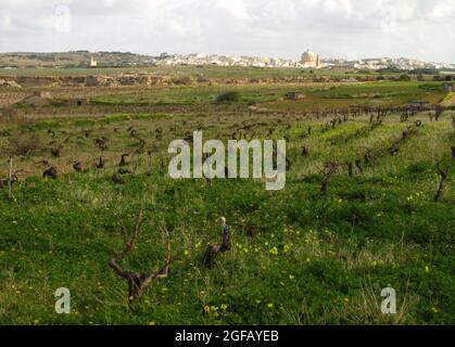MGARR, MALTA - Feb 09, 2014: the Vines used for growing grapes and wine production in a field among arable land in Malta, Stock Photo