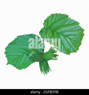 isolated image of hazelnut with foliage on white background Stock Vector