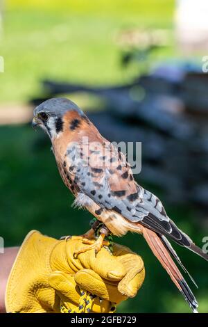 Antigo, Wisconsin, USA, August 14, 2021: American Kestrel (Falco sparverius) at Raptor Education Group Inc (REGI), vertical Stock Photo