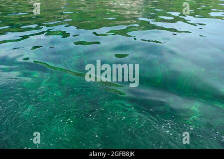 Transparent green blue tones water waves surface as background Stock Photo