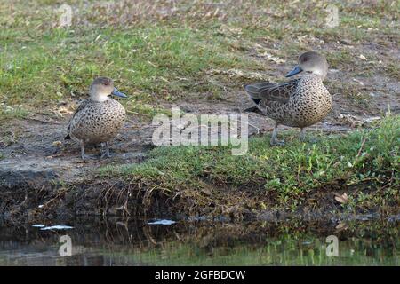A pair of Grey Teals (Anas gracilis) ducks standing beside a lake in NSW, Australia Stock Photo