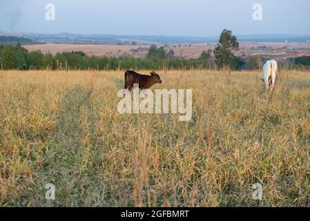 Beef cattle grazing on a hot day under intense sun and very dry grass during the Brazilian autumn. Extensive beef cattle rearing system - livestock in Stock Photo