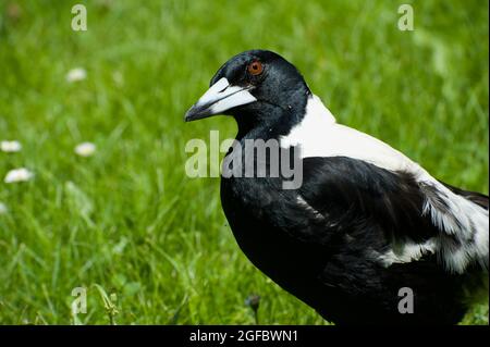 This is an Australian Magpie (Gymnorhina Tibicen), which has recently been voted Australia's most popular bird - because of its lovely song. Stock Photo