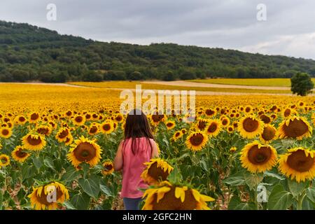 huge field of sunflowers with girl in the middle of backs. Un recognizable face Stock Photo