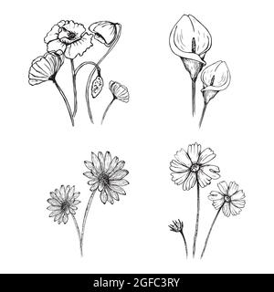 A set of hand-drawn flowers, poppy, chamomile, cosmea, Calla Lily. illustration isolated on a white background Stock Vector