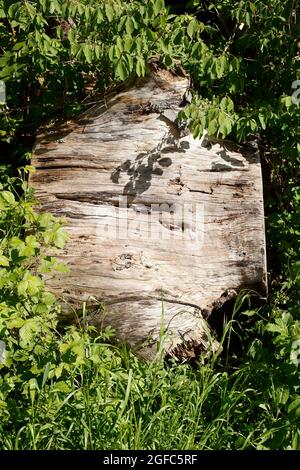 dead wood, old gnarled tree stump lying on the ground, Germany, Europe Stock Photo