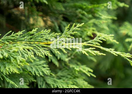 Twig of cypress green hedge close up Stock Photo
