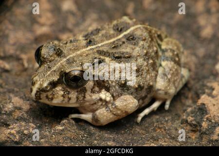 Indian burrowing frog, Sphaerotheca breviceps, Satara, Maharashtra, India Stock Photo