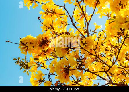 Flowers of the yellow ipe. It is a species of tree of the genus Handroanthus, reaching 30 meters in height. Credit: SOPA Images Limited/Alamy Live News Stock Photo