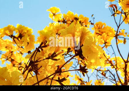 Flowers of the yellow ipe. It is a species of tree of the genus Handroanthus, reaching 30 meters in height. Credit: SOPA Images Limited/Alamy Live News Stock Photo