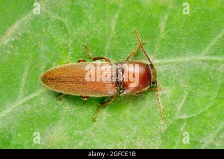 Click beetle, Agriotes species, Satara, Maharashtra, India Stock Photo