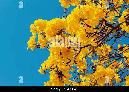 Flowers of the yellow ipe. It is a species of tree of the genus Handroanthus, reaching 30 meters in height. (Photo by Rafael Henrique/SOPA Images/Sipa USA) Credit: Sipa USA/Alamy Live News Stock Photo